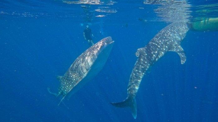 Hiu Paus Botubarani Gorontalo Harga Paket Wisata Jam Bukanya
