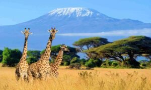 Mount Kilimanjaro, Tanzania – Gunung tertinggi di Afrika dengan pemandangan yang memukau