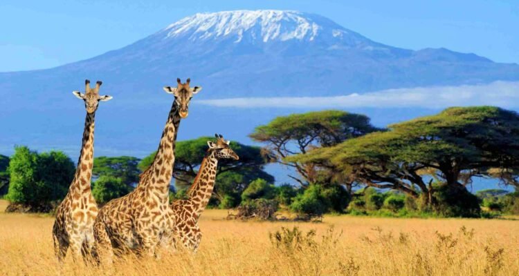 Mount Kilimanjaro, Tanzania – Gunung tertinggi di Afrika dengan pemandangan yang memukau