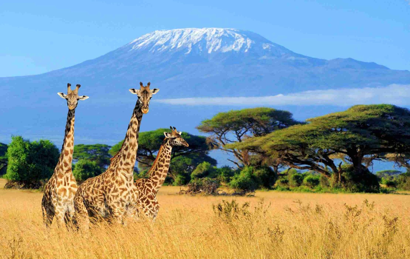 Mount Kilimanjaro, Tanzania – Gunung tertinggi di Afrika dengan pemandangan yang memukau