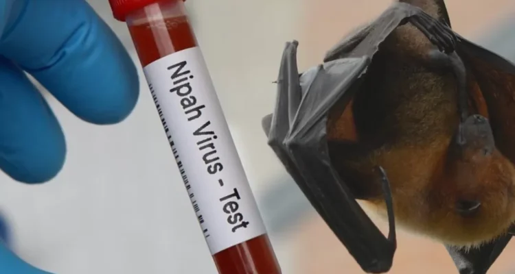 Ciri Penyakit Nipah yang Perlu Diwaspadai dari Gejala Awalnya