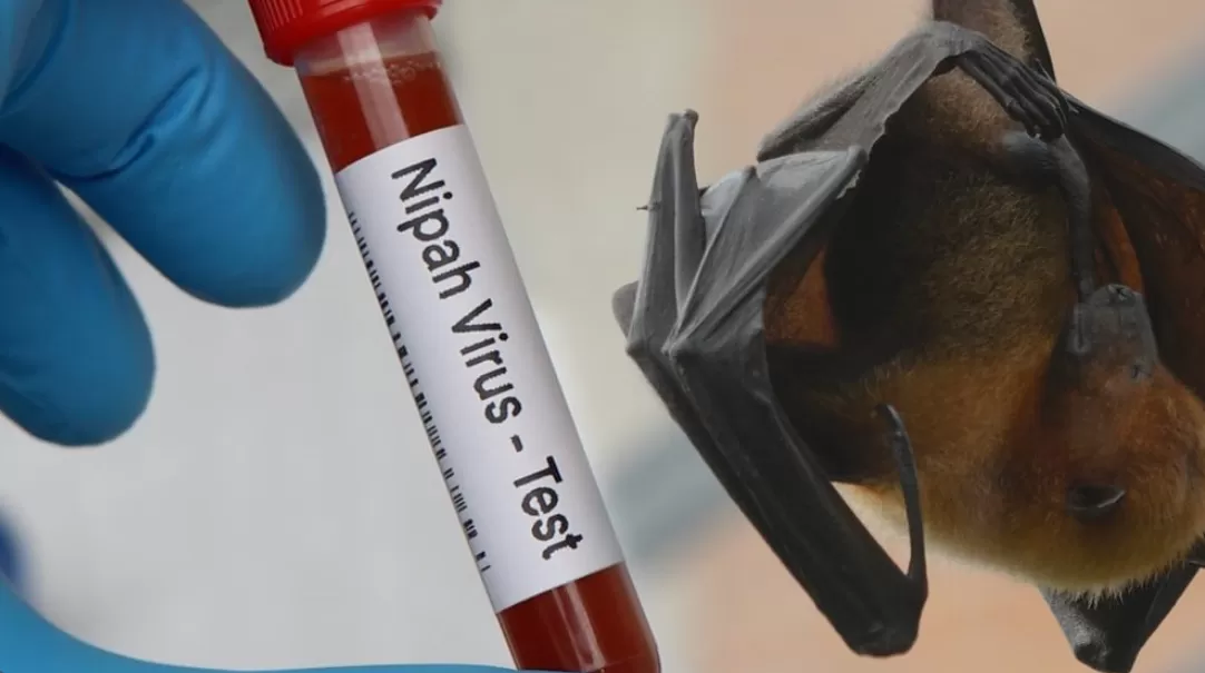Ciri Penyakit Nipah yang Perlu Diwaspadai dari Gejala Awalnya
