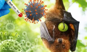 Penyebab Penyakit Nipah yang Perlu Dipahami Sejak Dini
